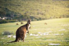 3- Day Kangaroo Island Adventure Tour