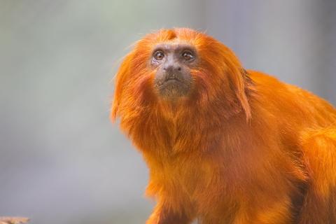 01_BioParque_Rio___Mico_leao_dourado
