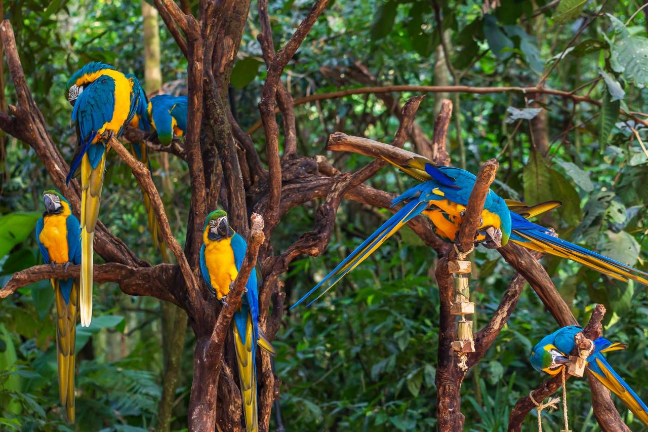 Iguazu Falls Argentina Birds
