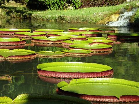 07_Jardim_Botanico