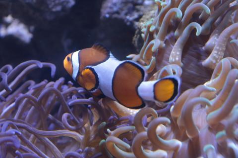 08_AquaRio___peixe_palha__o