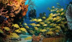 Scuba diving in the crystal clear waters of Búzios