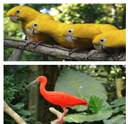 bird_1