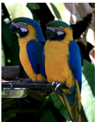 bird_2