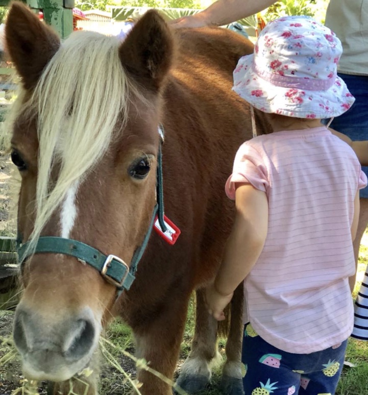 15min Horse Riding Experience