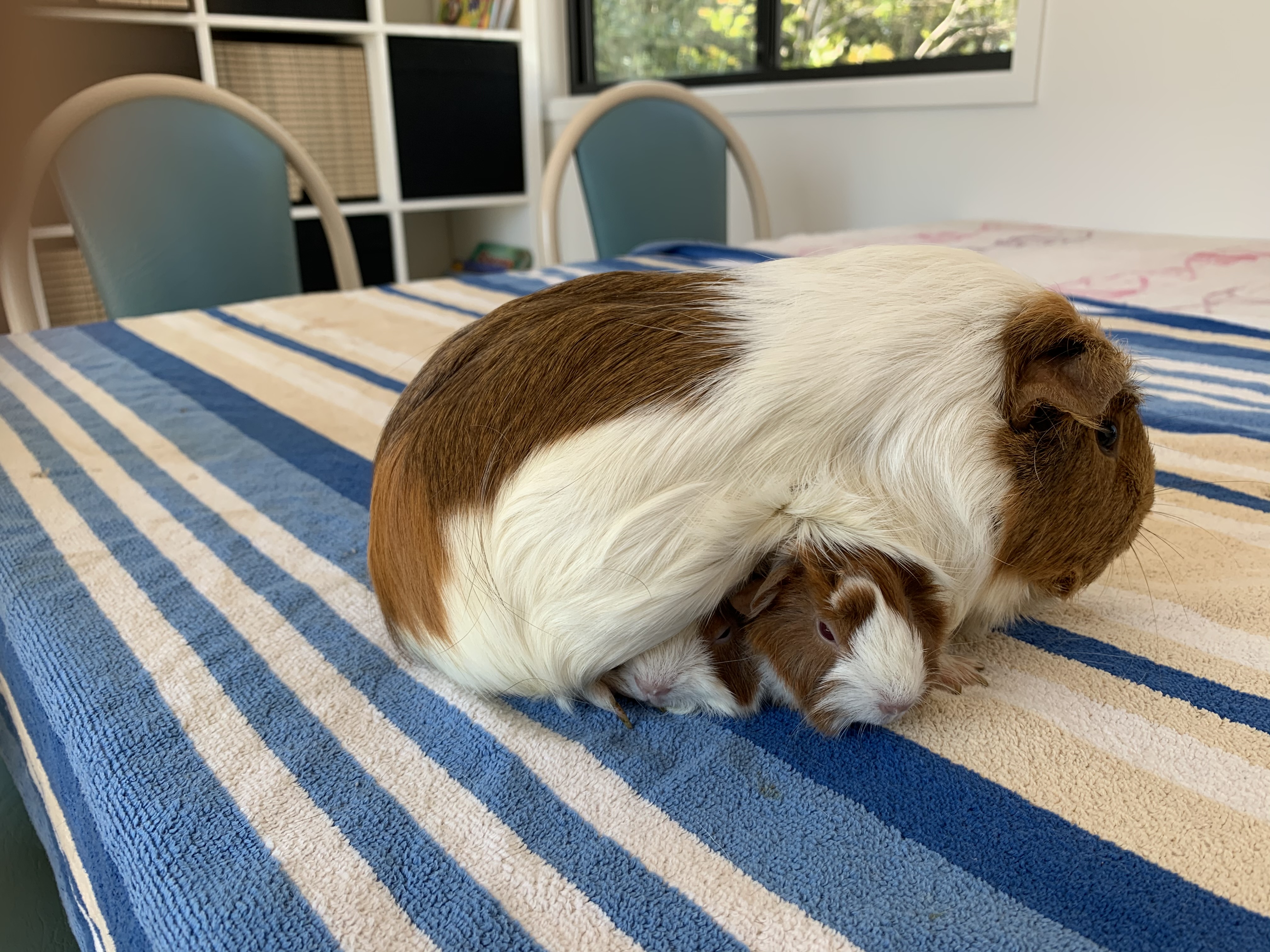 3hr Personal Animal Tour