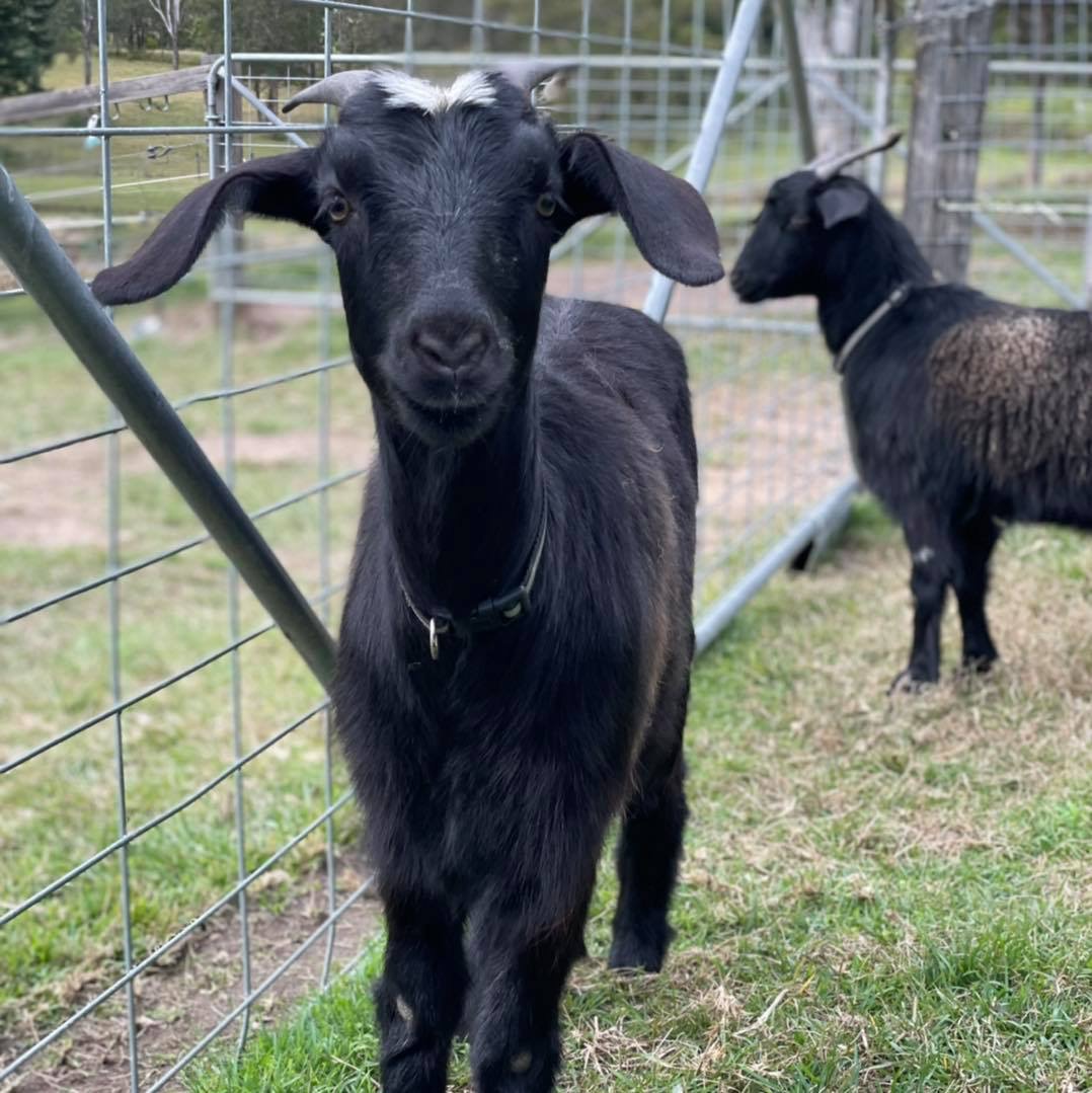 1hr Animal Experience (general public)