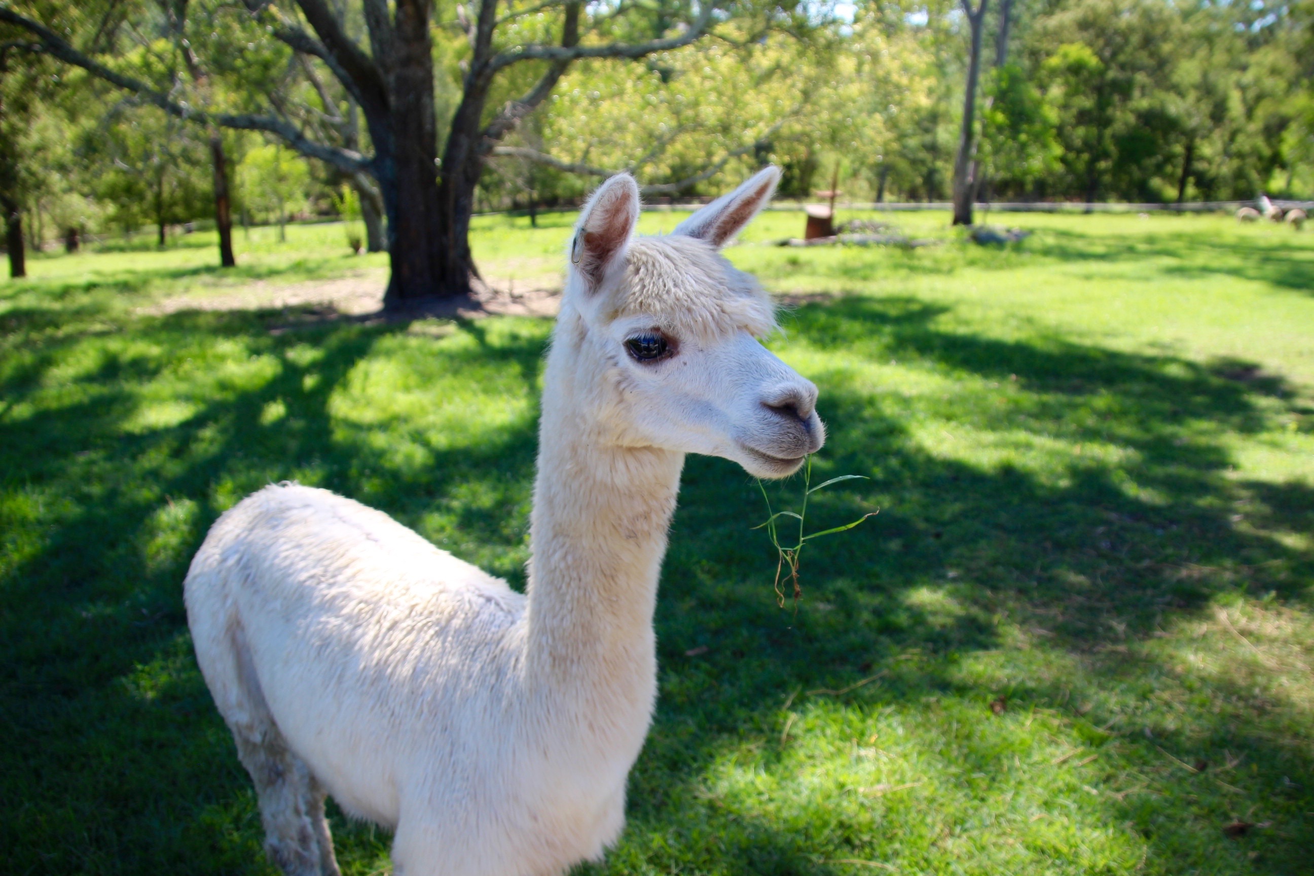 1hr Animal Experience (general public)