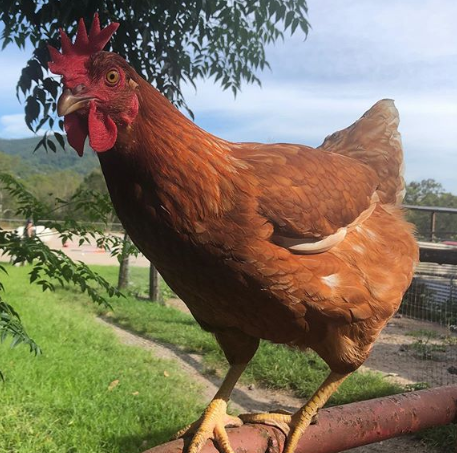 1hr Personal Animal Tour