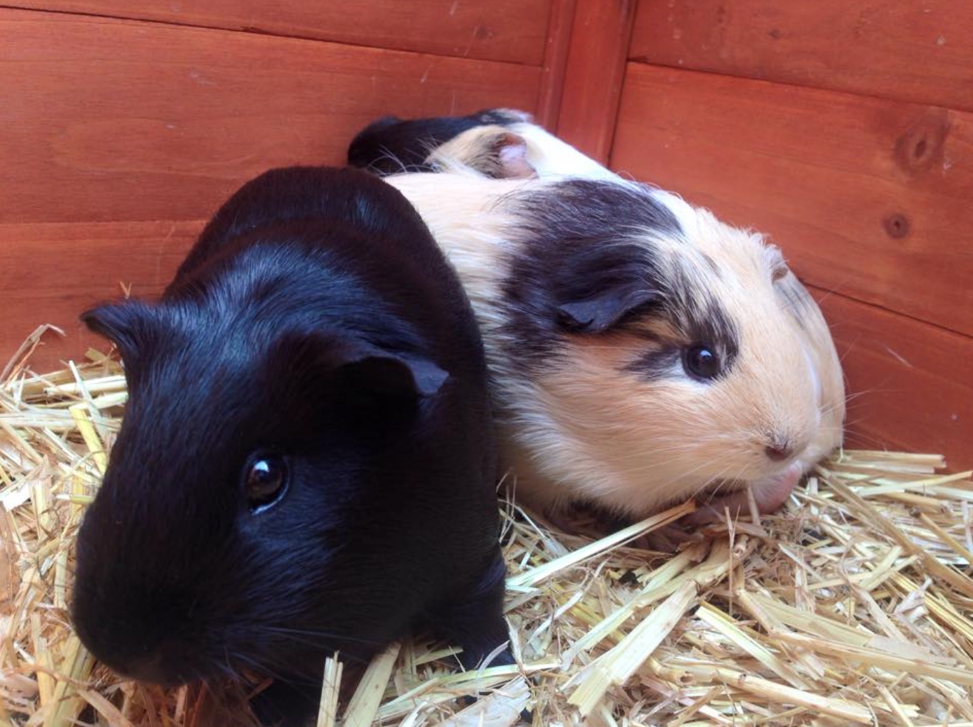 3hr Personal Animal Tour