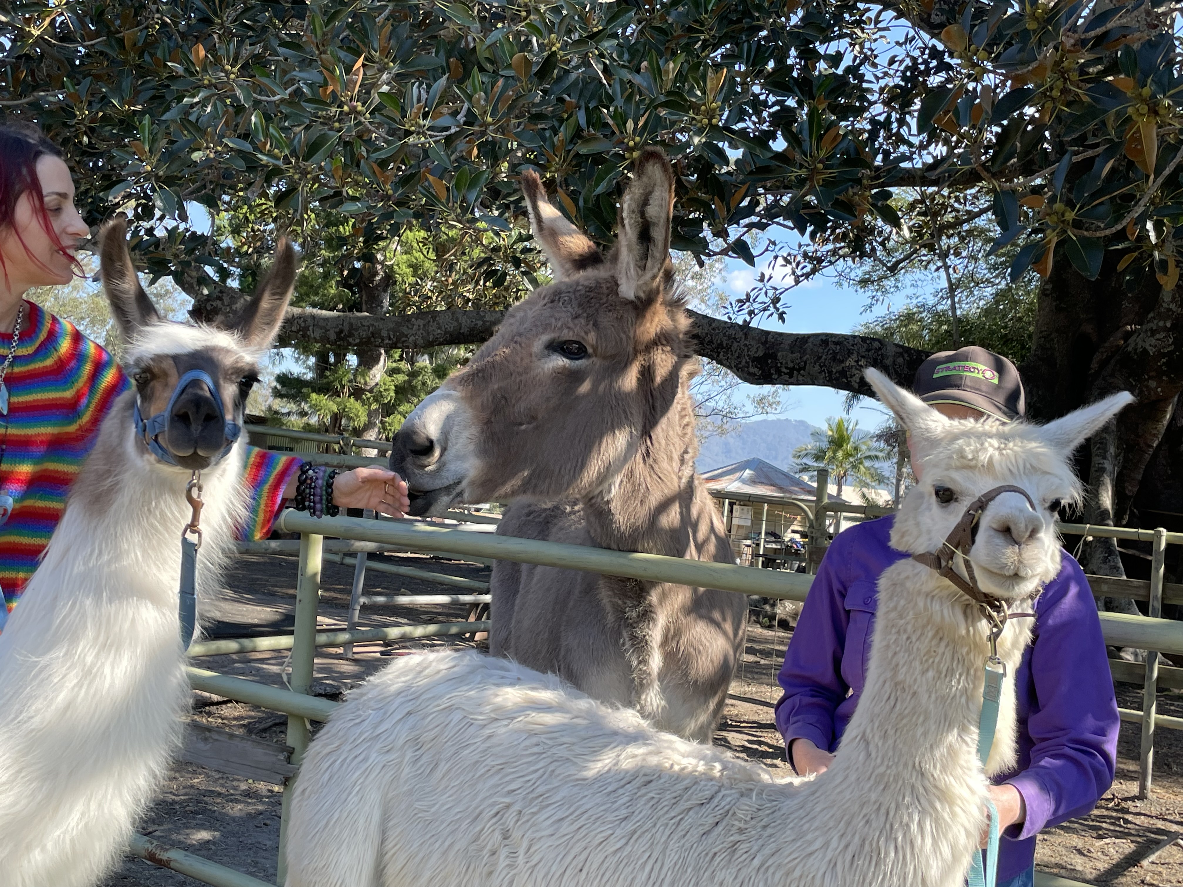 1hr Animal Experience (general public)