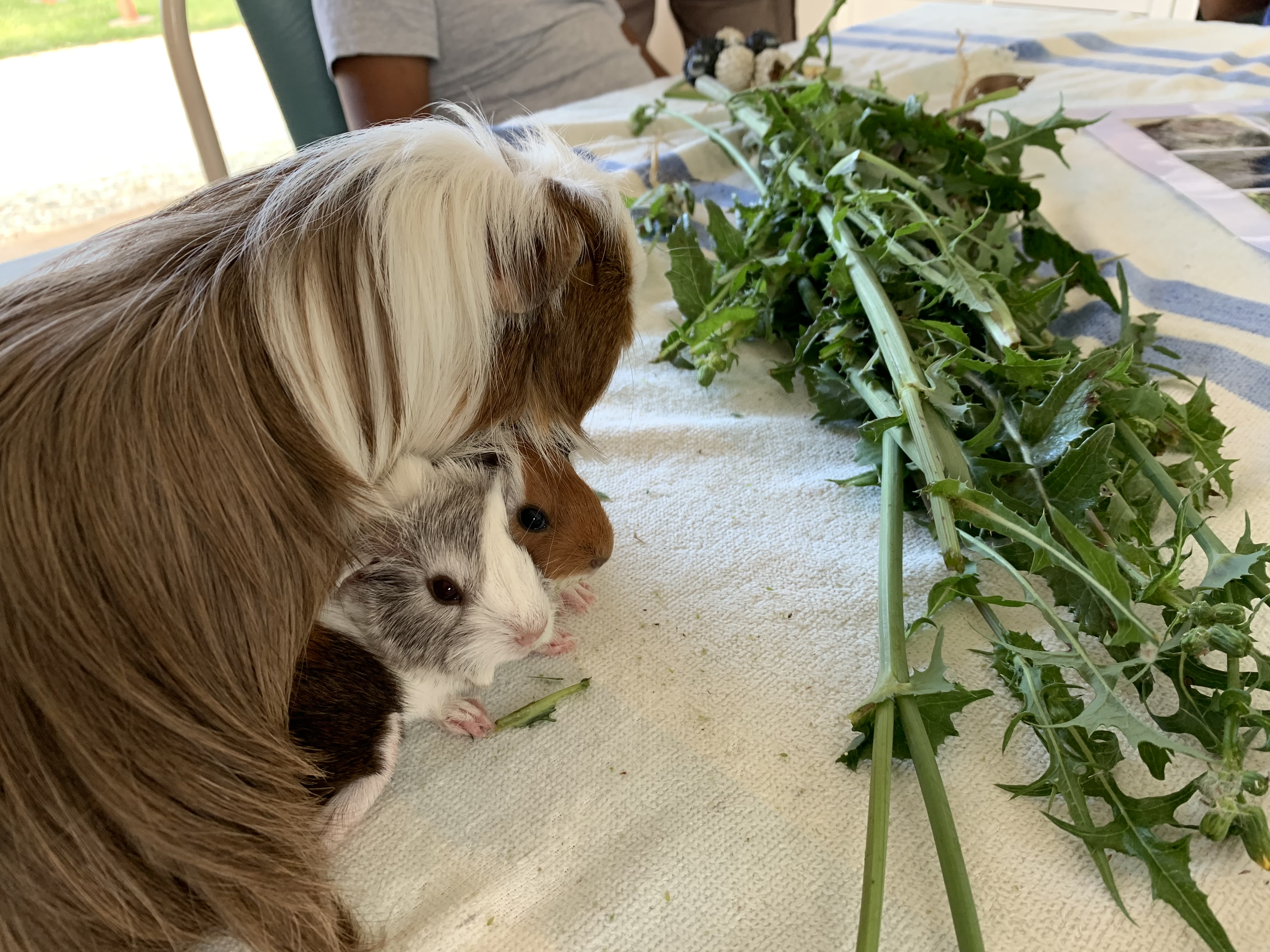 1hr Personal Animal Tour