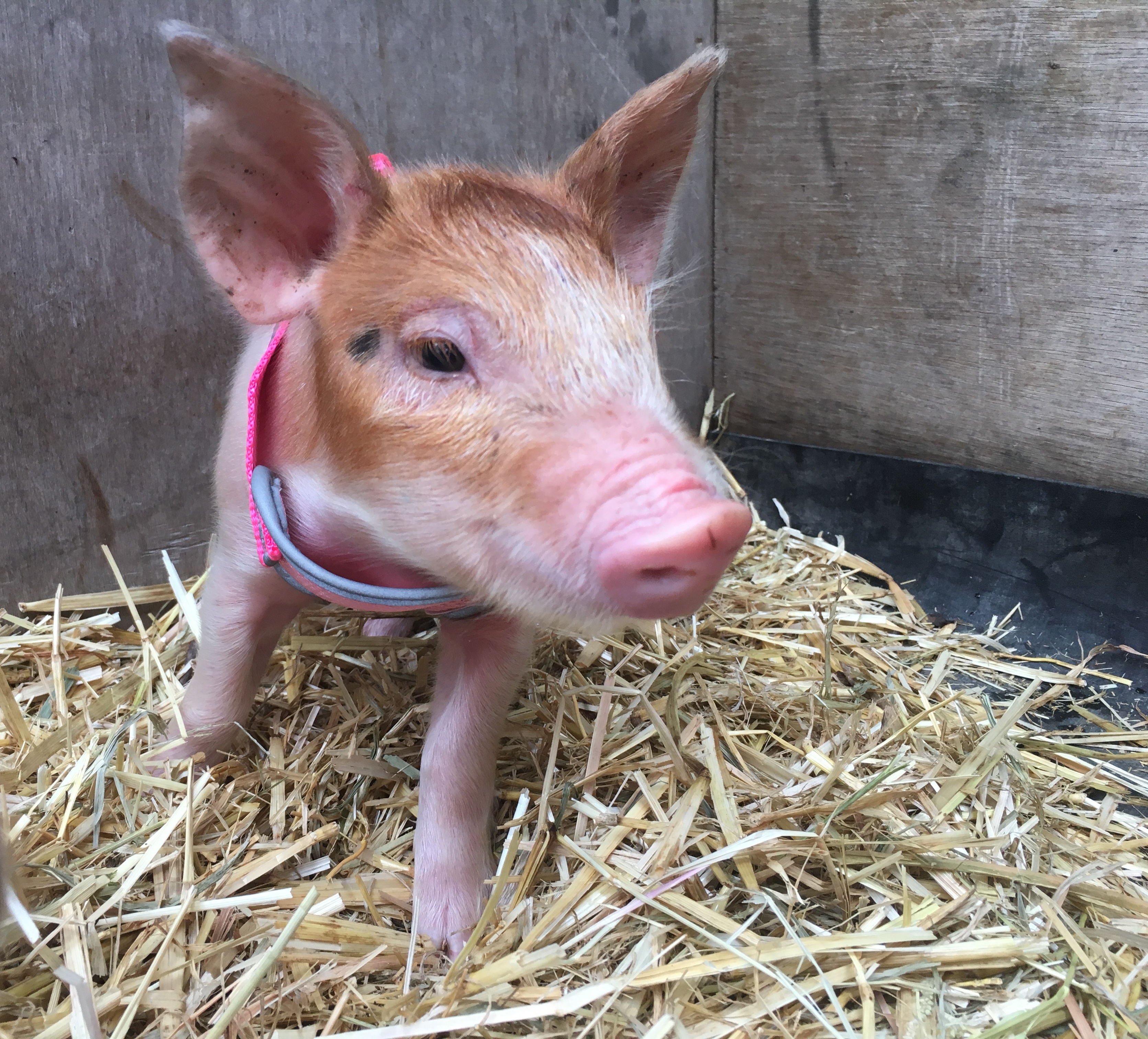 1hr Animal Experience (general public)