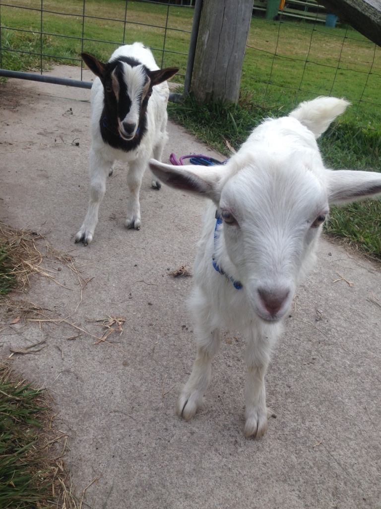 1hr Animal Experience (general public)