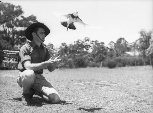 Feathered Heroes: Stories of pigeons during wartime