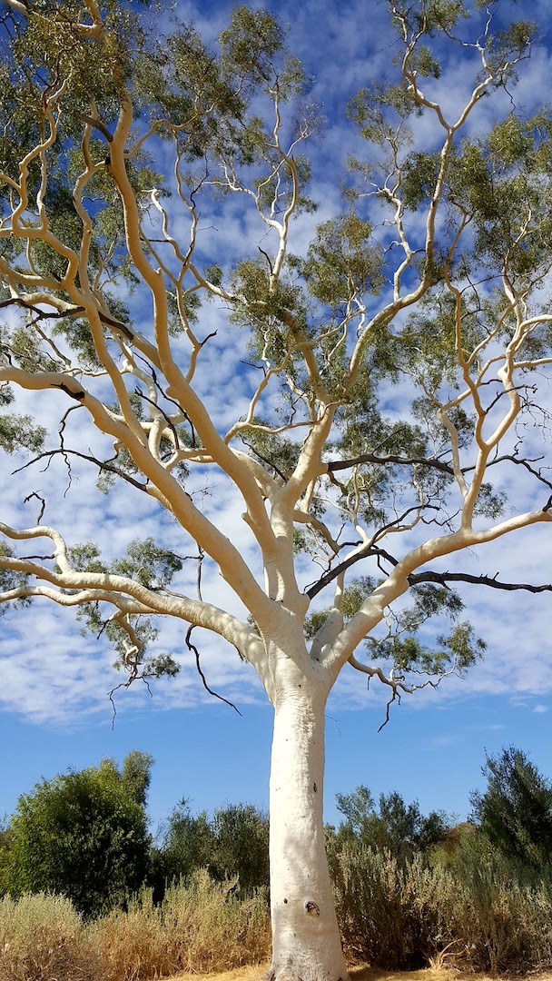 East MacDonnell Ranges VIP Tour