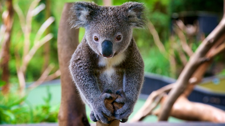 Central Coast  - Private Day Tour with Wildlife & Reptile Park