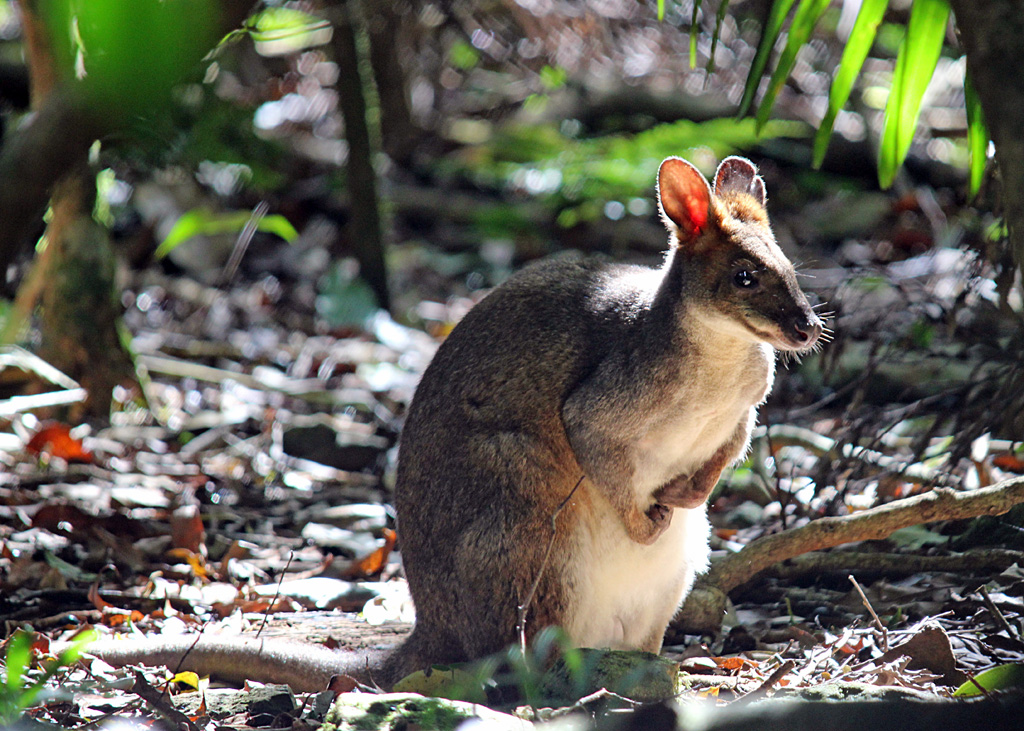 Ultimate Blue Mountains  - Fully Inclusive Private Day Tour with Featherdale Wildlife Park, Scenic World and the Three Sisters