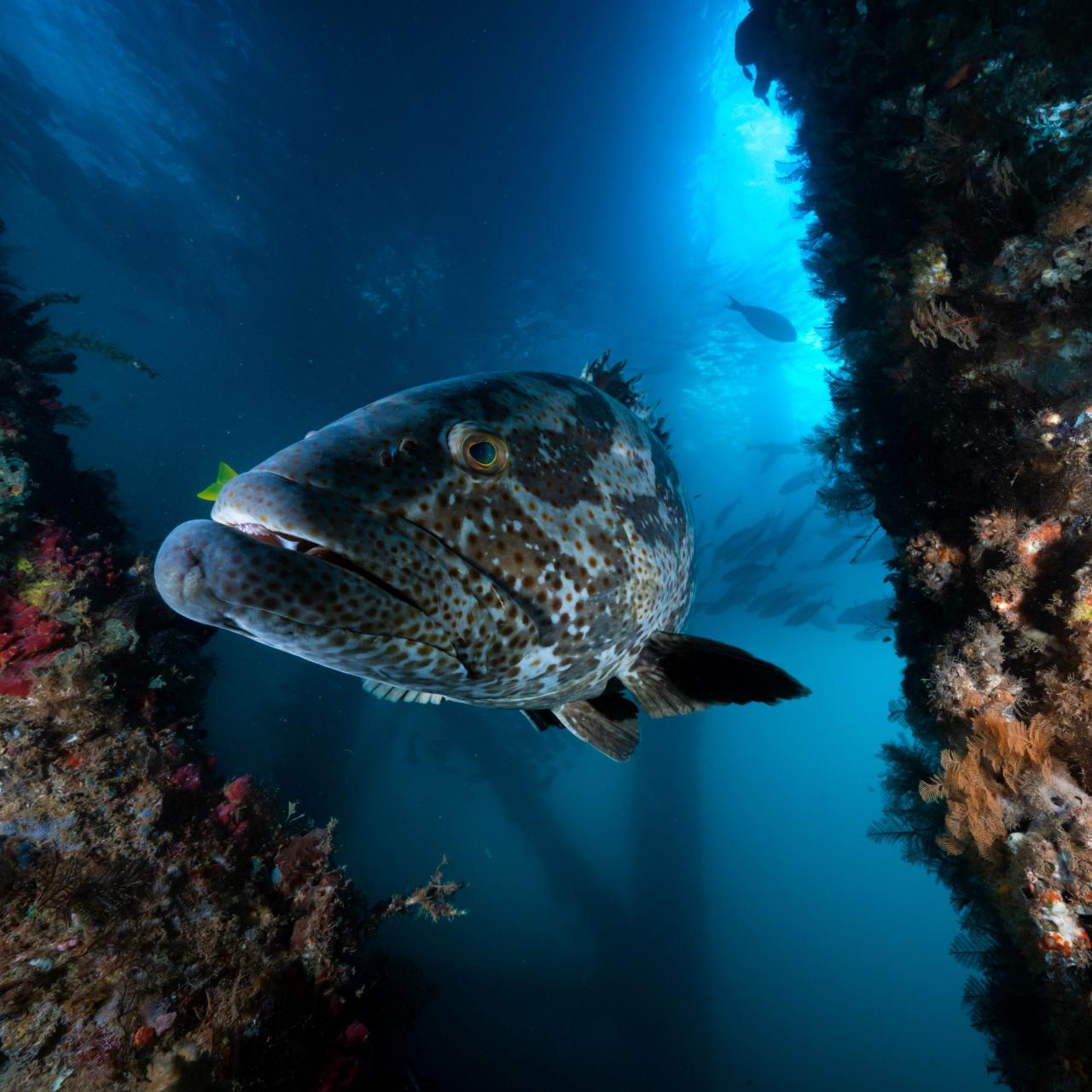 Exmouth Navy Pier Single Dive