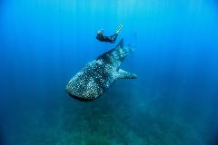 Whale Shark Snorkel