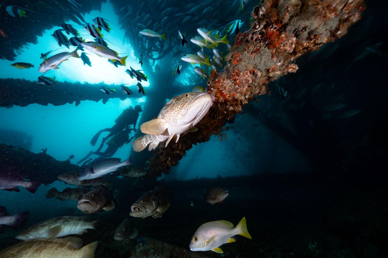 Exmouth Navy Pier Double Dive Dive Ningaloo Reservations