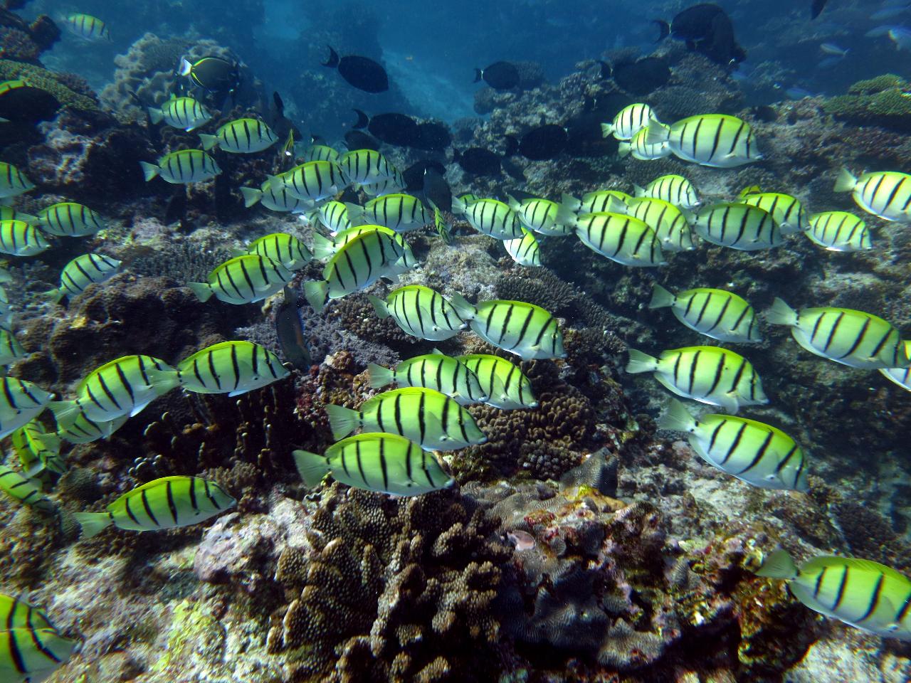 The Ningaloo Reef