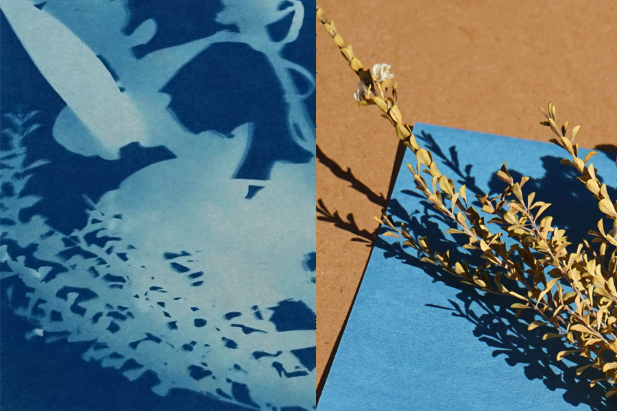Botanical Sun Prints