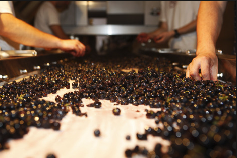 City Winery Atlanta Wine Tour