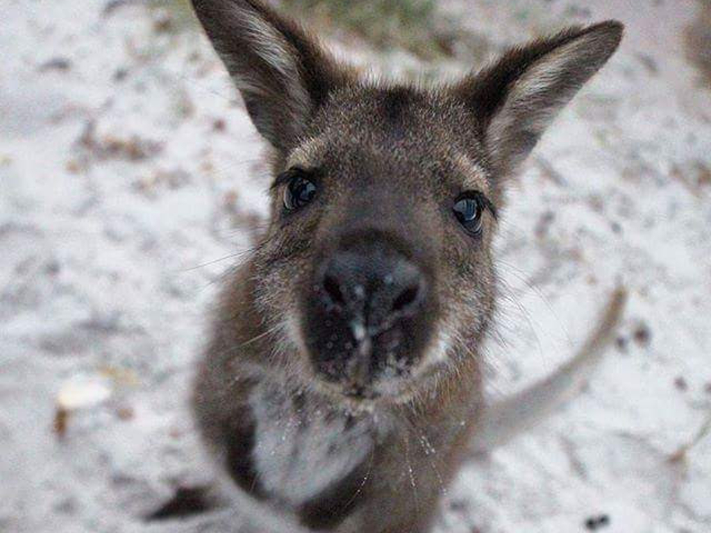 Wildlife & Wilderness - The Essential Blue Mountains Experience