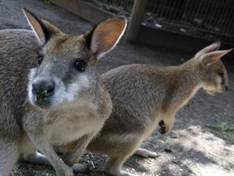 All Aussie Adventure Wildlife and River Cruise