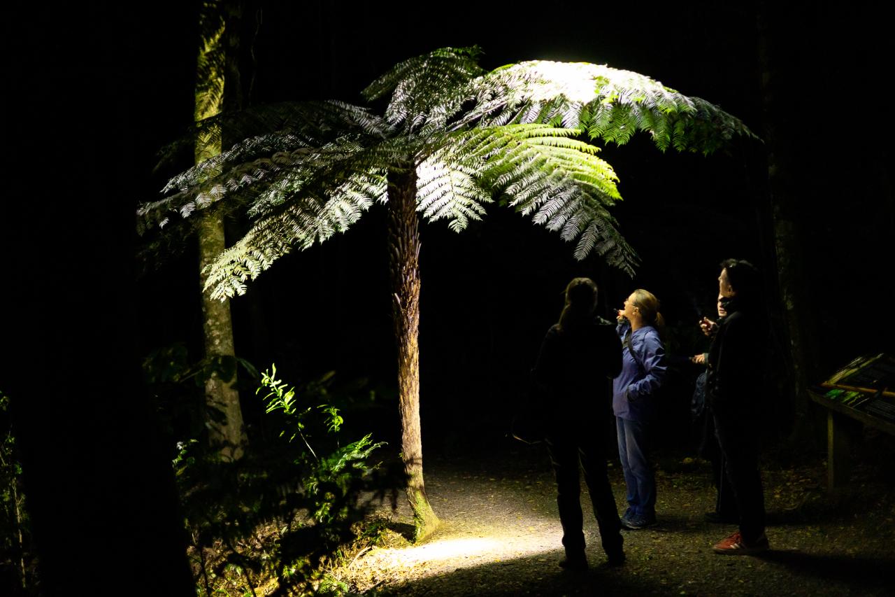 Night Tour - Nocturnal Wonders of Maungatautari