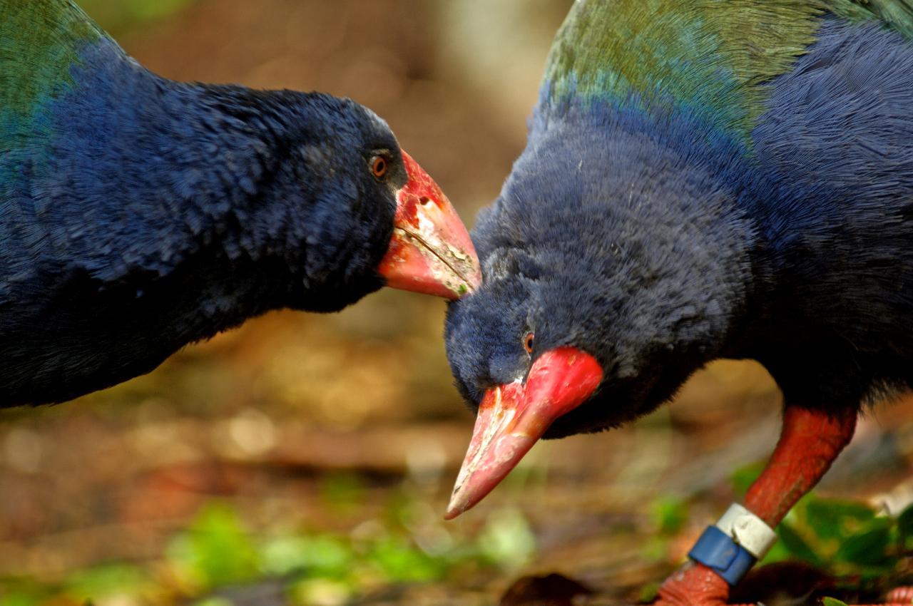 Secrets of the Tautari Wetland 