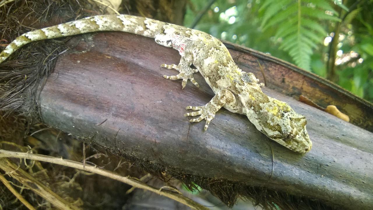 Waikato Biodiversity Forum Lizard Workshop