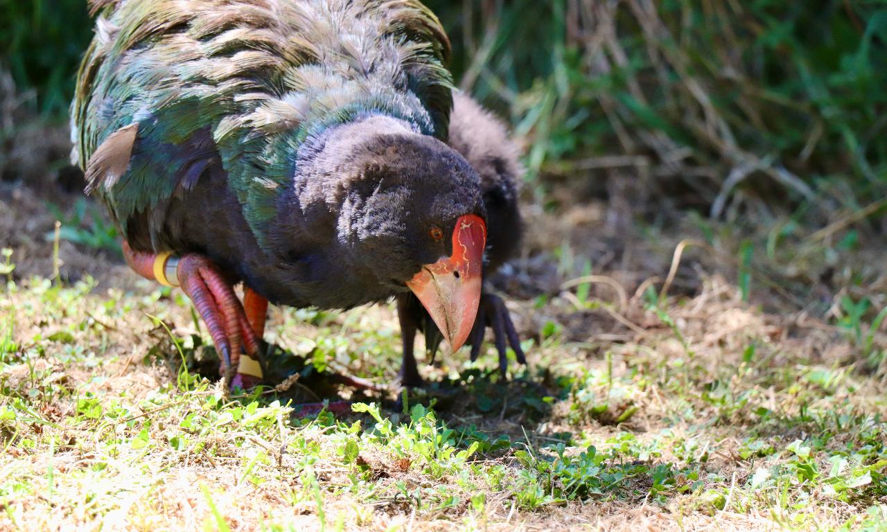 Keeping up with the takahē 