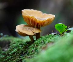 Fungaling in the forest