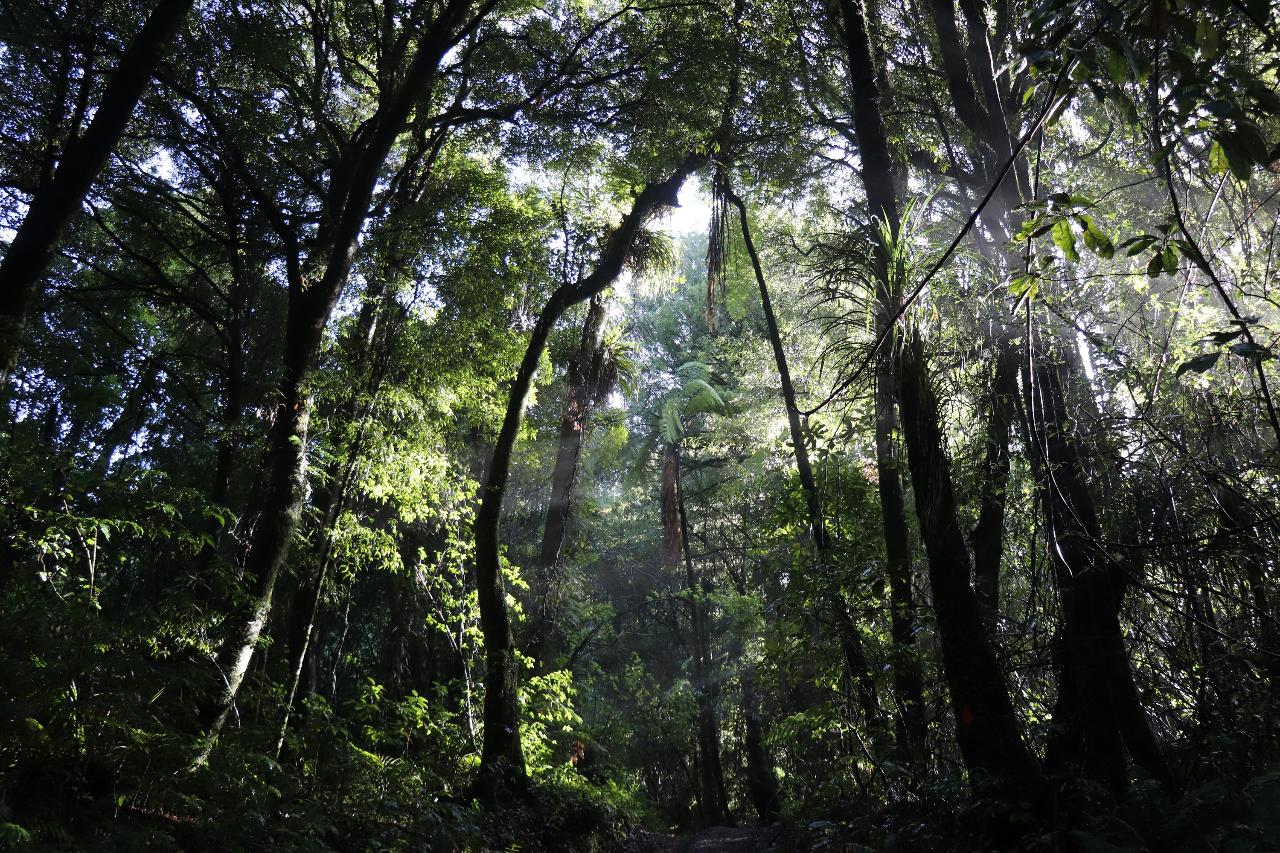 Meditation in the Maunga 