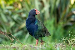 Secrets of the Tautari Wetland 