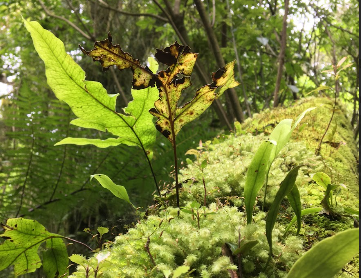 Community Workshop - Native Flora