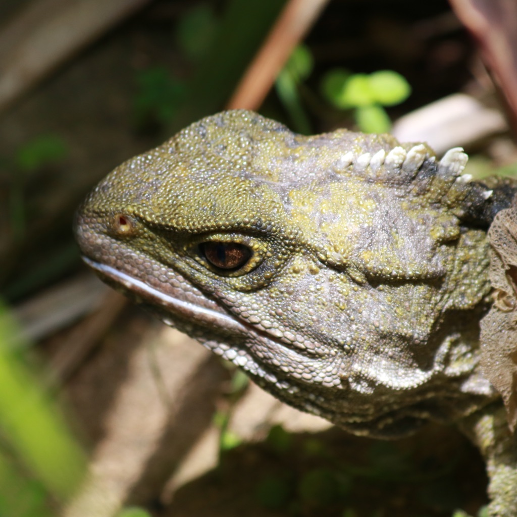 Secrets of the Tautari Wetland - Sanctuary Mountain® Maungatautari ...