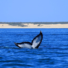 Coastal Explorer / Whale Watching