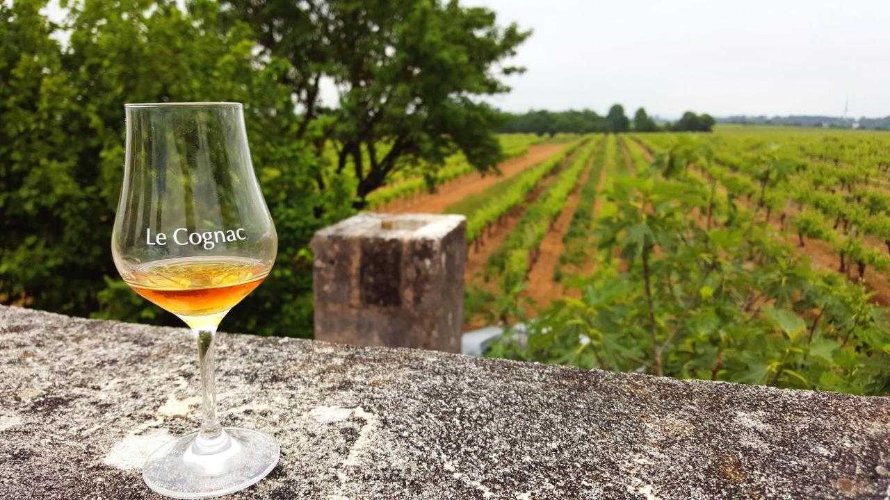 Standard Day tour from BORDEAUX - Cognac distillery, Bordeaux winery and wine workshop