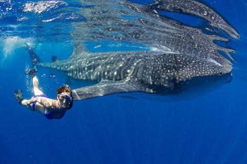 Private Whale Shark Snorkeling Encounter