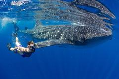 Private Whale Shark Snorkeling Encounter