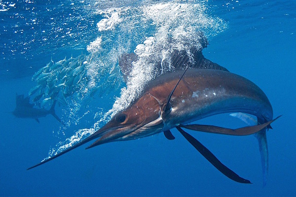 Private Sailfish Snorkeling Encounter