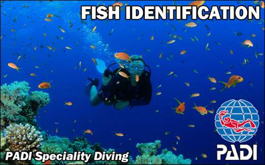 PADI Specialty Course - Fish ID