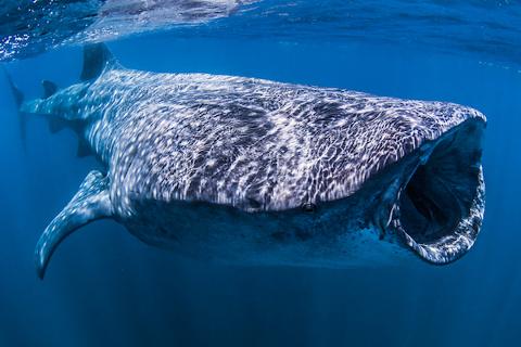 Whale Shark Snorkeling Encounter