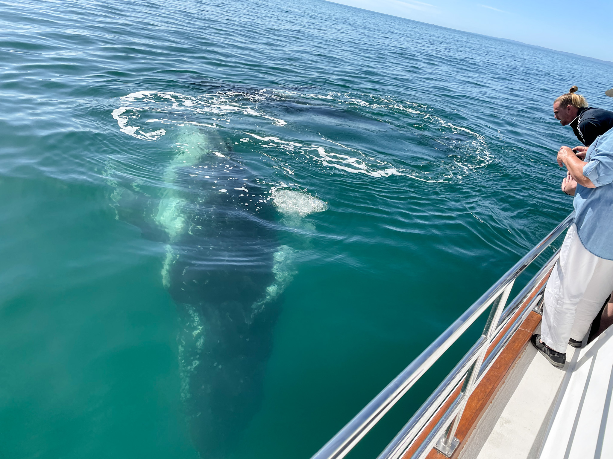 Premium Whale Watch tour