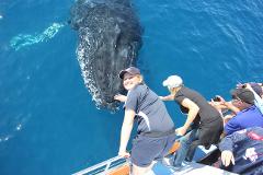 Premium Whale Watch tour for 2