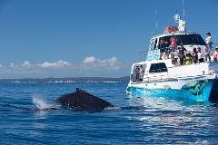 Freedom Whale Watch Cruise - Hervey Bay - agents
