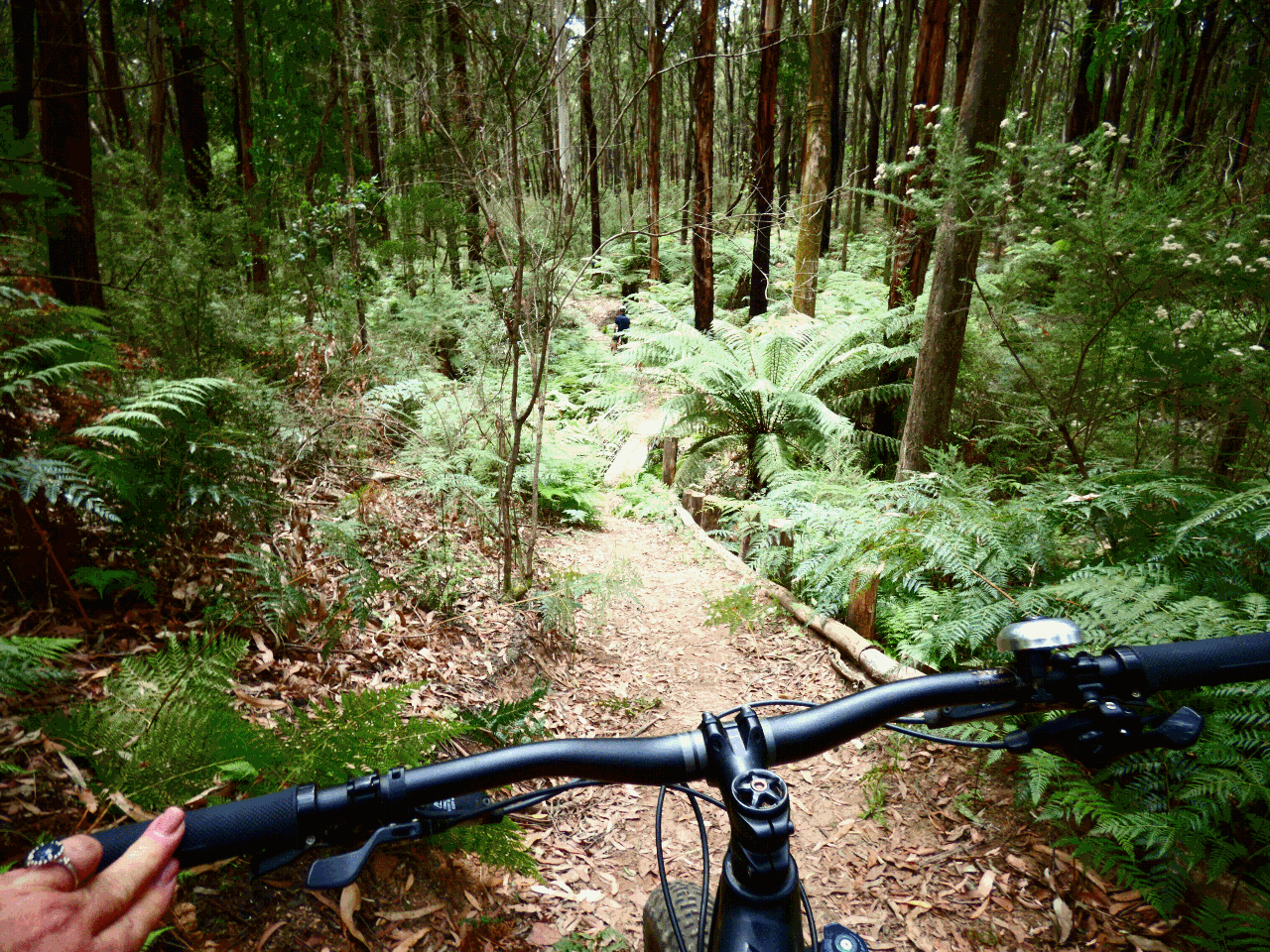 Forest Riding